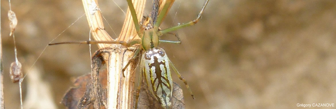 Humain Attrape-araignée - rose Piège araignées et insectes à longueur des  bras