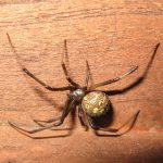 latrodectus-geometricus-st-paul-chaise-071224-8b