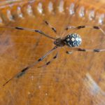 latrodectus-geometricus-st-paul-1b