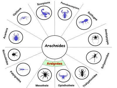 Diagramme_Arachnides_2