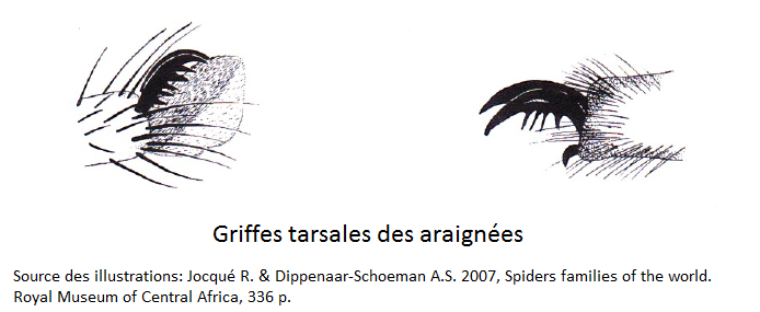 Griffes des araignées