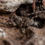 lycosidae spb