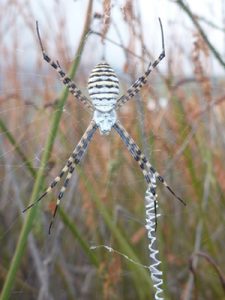 L’Araignée à bandes d’argent