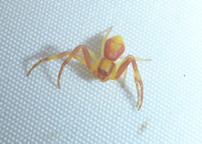 L’Araignée-crabe d’Alluaud