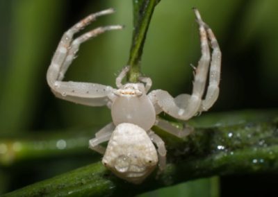 L’Araignée-crabe à cornes