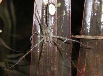 L’Araignée patineuse de Bourbon