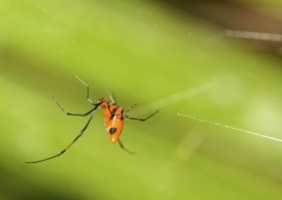 L’Argyrodes rouge