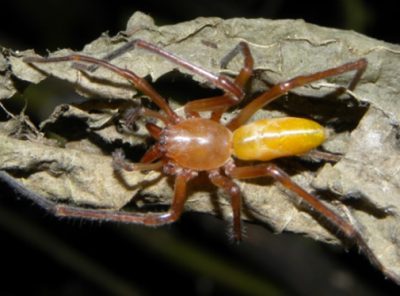 La Cheiracanthe créole