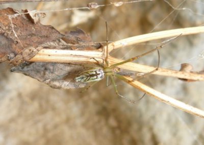 La Leucauge ondulée