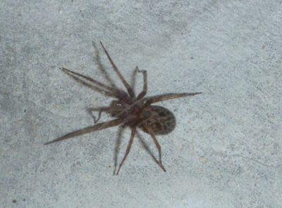 Tégénaire domestique