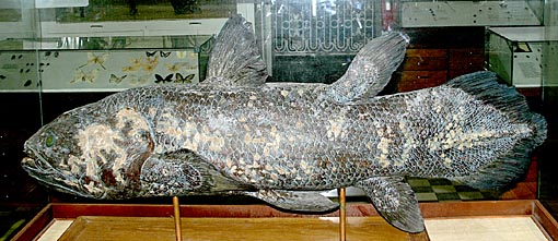 coelacanthe