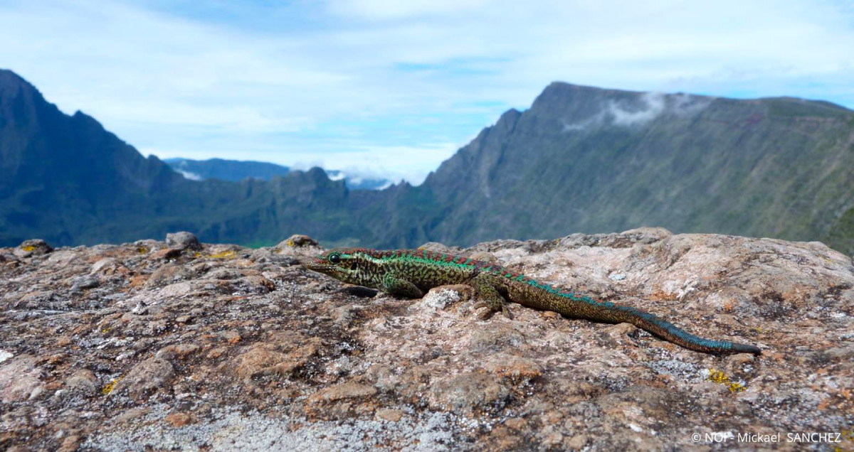 Gecko vert de Bourbon - Département de La Réunion