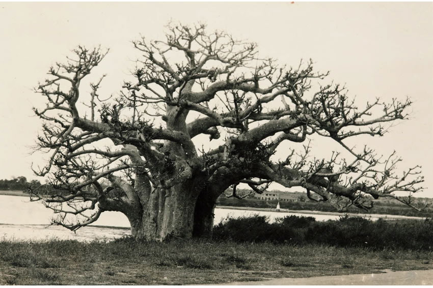 Baobab à Madagascar 