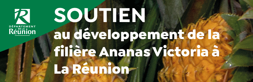 Aide - dispositif soutien ananas