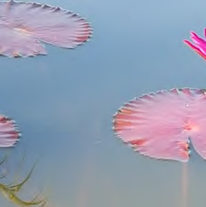 nénuphar du bassin du Jardin