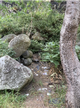 sentier entourer d'arbre et de grosse pierre