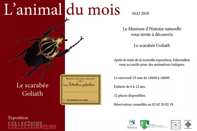 affiche de l'animation : Le scarabée Goliath