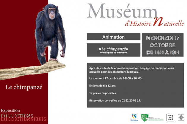 affiche de l'animation chimpanzé