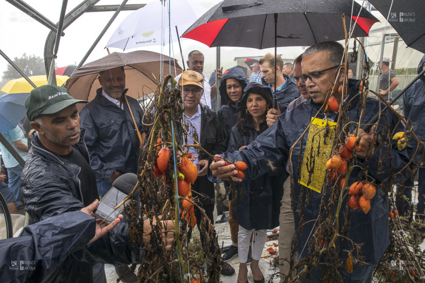 le président et la délégation d'élus devant une culture dévastée de tomates