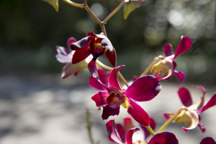 Gros plan d'une orchidée