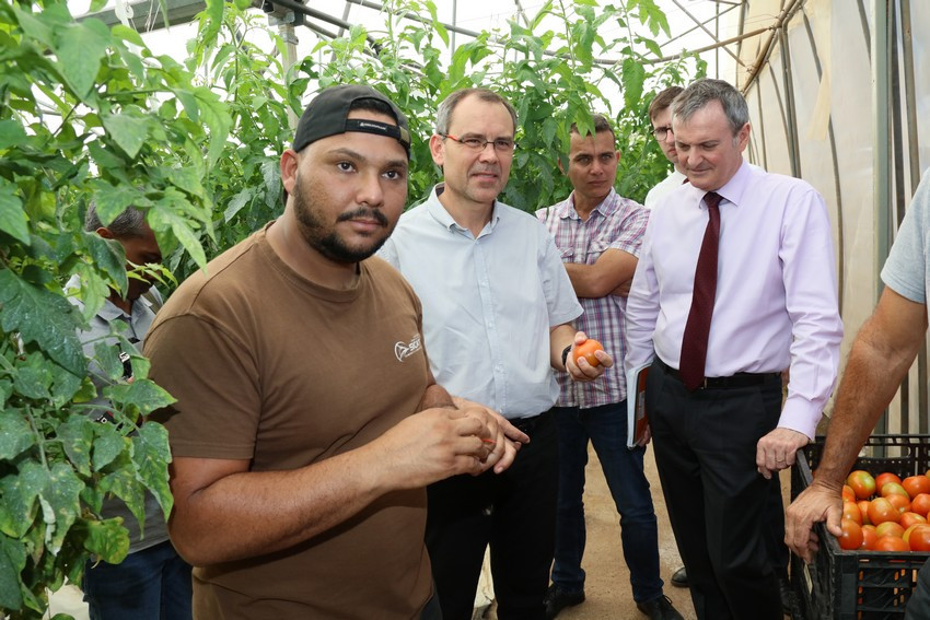 visite d'une exploitation de maraîchage à Bassin Martin, de production sous serre de grosses tomates