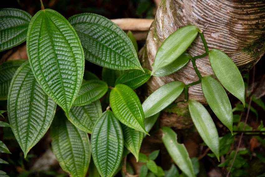 Plant de vanille sur un tronc en forêt