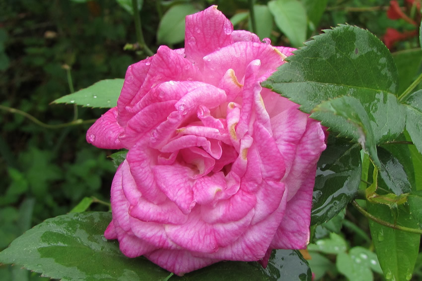 La « Rose Edouard »