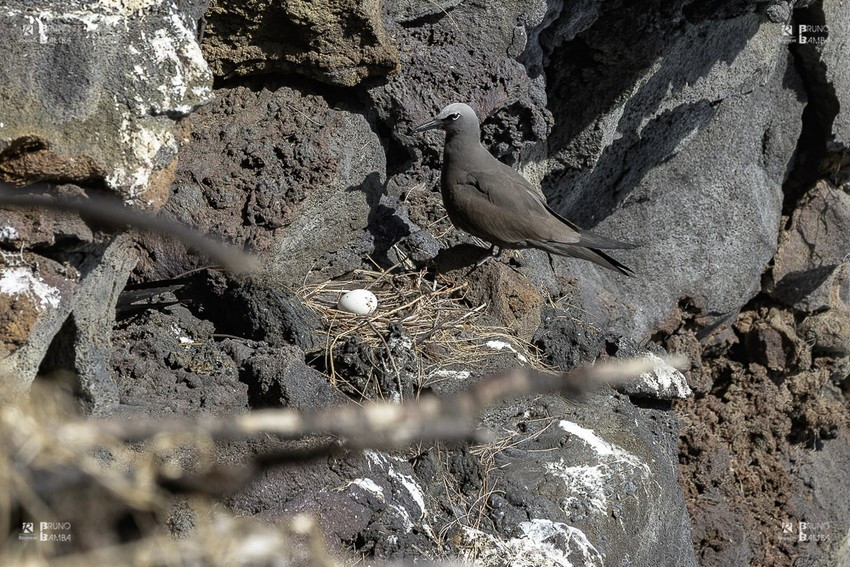 Un oiseau Noddi brun dans la réserve Biologique du littoral