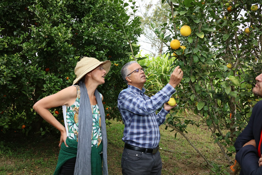 Cyrille Melchior et Mme Sliti devant les agrumes bio