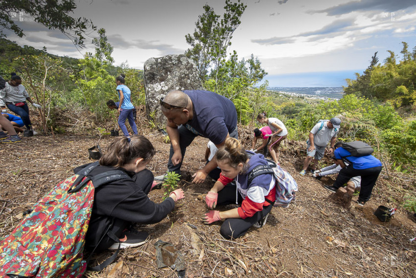 des collégiens plantent des espèces indigènes et endémiques à Sans-Souci