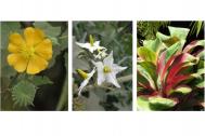 3 plantes en illustrations