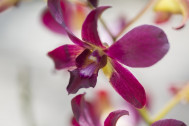 Gros plan d'une orchidée