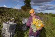 Monsieur Fontaine dans son champ d'ananas