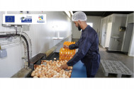 Bâtiment de type semi-industriel est 100% autonome sauf pour le ramassage d'œufs qui se fait manuellement